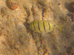 Acanthurus triostegus