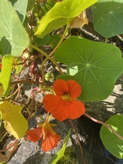Tropaeolum majus