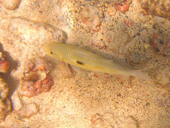 Mulloidichthys flavolineatus