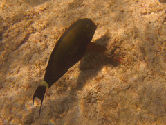 Acanthurus blochii