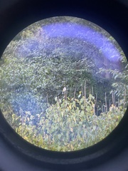 Pycnonotus leucogenys