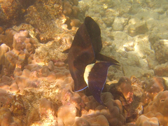 Acanthurus blochii