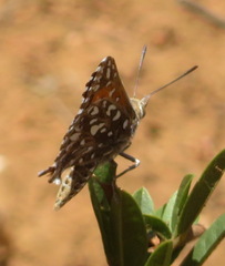 Trimenia macmasteri