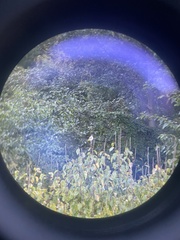 Pycnonotus leucogenys