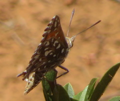 Trimenia macmasteri