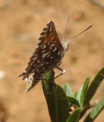 Trimenia macmasteri