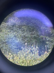 Pycnonotus leucogenys