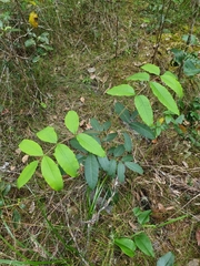 Flindersia bennettii