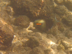 Acanthurus olivaceus