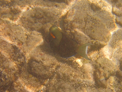 Acanthurus olivaceus