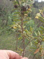 Hermannia involucrata