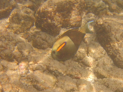 Acanthurus olivaceus
