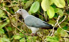 Ducula pistrinaria