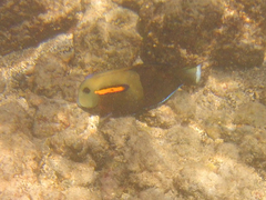 Acanthurus olivaceus