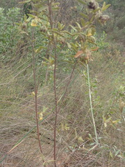 Hermannia involucrata