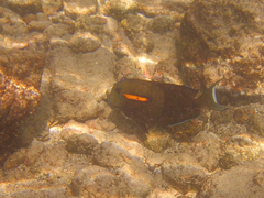 Acanthurus olivaceus