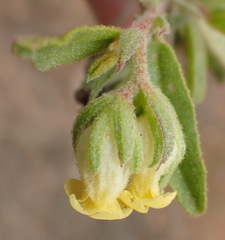 Hermannia involucrata