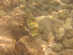 Acanthurus triostegus