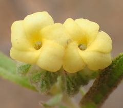 Hermannia involucrata