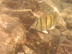 Acanthurus triostegus