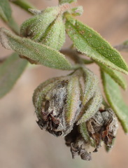 Hermannia involucrata