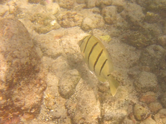 Acanthurus triostegus