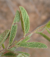 Hermannia involucrata