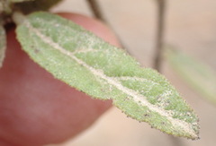 Hermannia involucrata