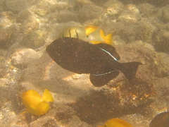 Melichthys niger