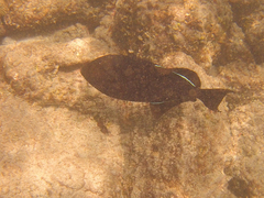 Melichthys niger