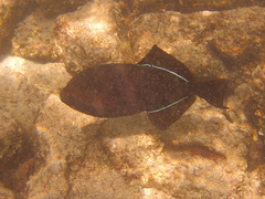 Melichthys niger
