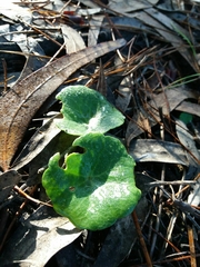 Umbilicus rupestris