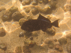 Melichthys niger