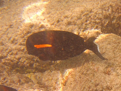 Acanthurus olivaceus