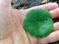 Umbilicus rupestris