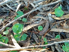 Umbilicus rupestris