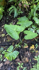 Xanthosoma