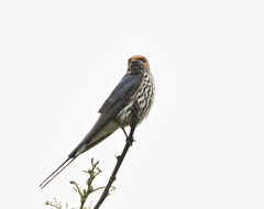 Cecropis abyssinica