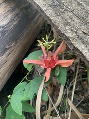 Passiflora aurantia