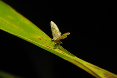 Larentiinae