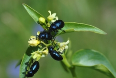 Chrysochus asclepiadeus