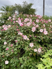 Hibiscus makinoi