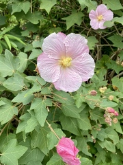 Hibiscus makinoi
