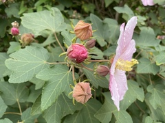 Hibiscus makinoi