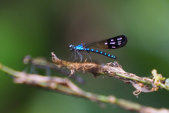 Heliocypha perforata