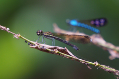 Heliocypha perforata