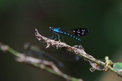 Heliocypha perforata