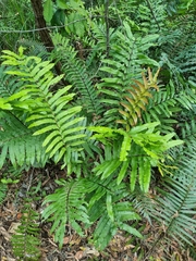 Blechnum camfieldii