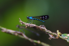 Heliocypha perforata