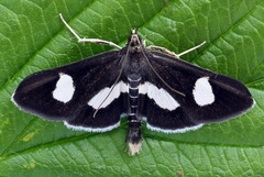 Anania luctualis